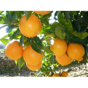 Comprar naranjas sin seleccionar