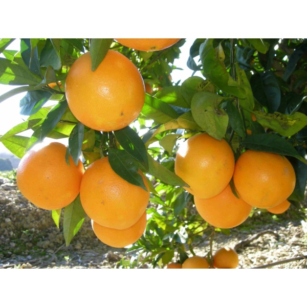 Comprar naranjas online