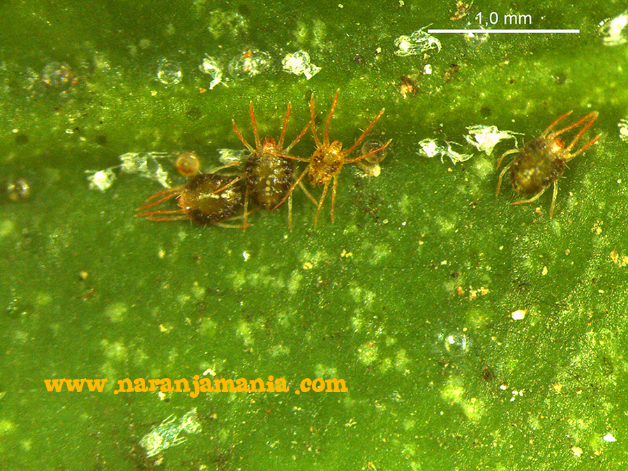 Colonia de Eutetranychus orientalis (Naranjamania 21-11-14) Colonia de Eutetranychus orientalis (Naranjamania 21-11-14)