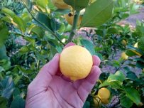 Limones MINI 1kg-713