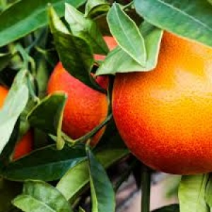 Naranjas Sanguinas
