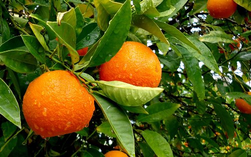 Naranjas online directamente del agricultor