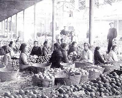 Mujeres empapelando Naranjas a principio de siglo en Carcaixent
