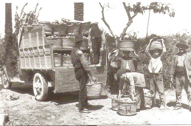 Recojida de naranjas Carcaixent