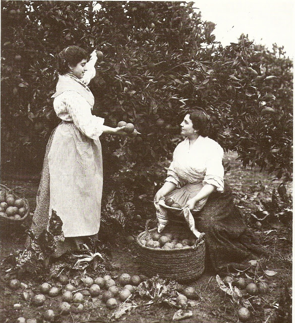 Recoleccion antigua de las naranjas