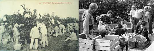 Recolección de Naranjas