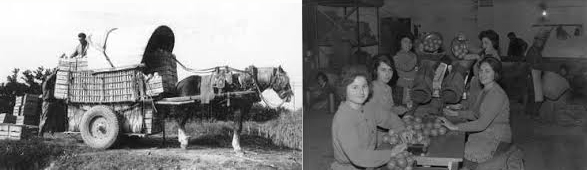 transporte y manipulación de la naranja