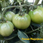 Planta de tomate valenciano