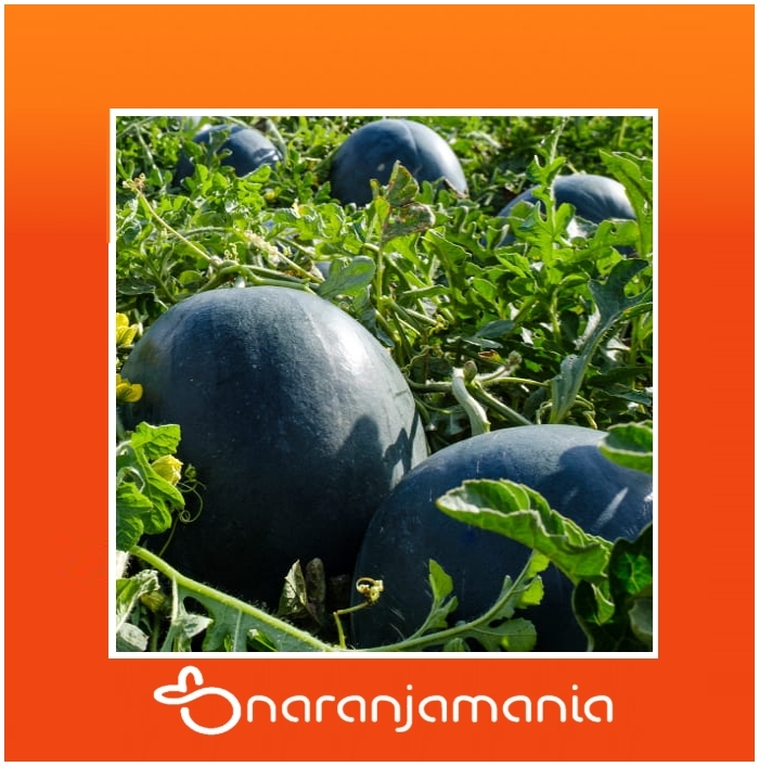 Sandia sin pepitas ✔-0