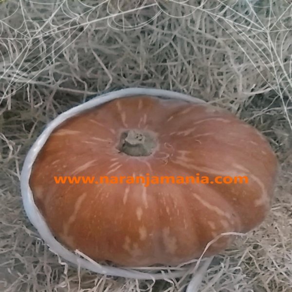 Calabaza Halloween(2,5kg a 3,5kg aprox.)-0