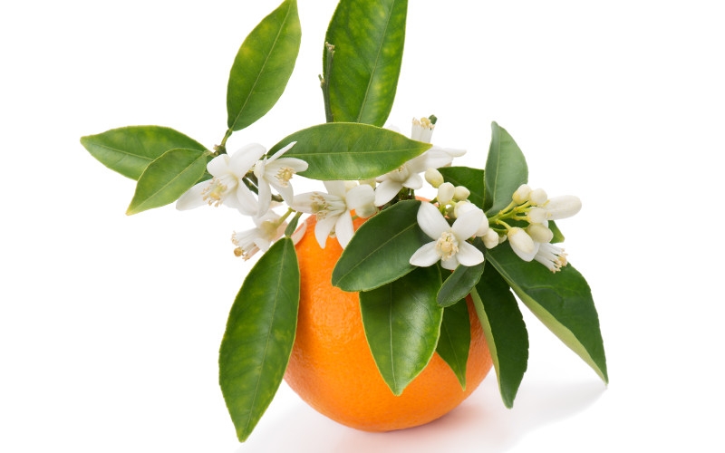 Naranja mesa 1kg ✔-1015