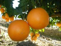 Naranjas de Mesa