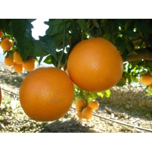 Naranjas de Mesa