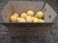 Caja de 19kg Pomelo Star Ruby ✔-832