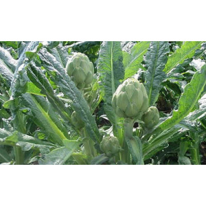 Comprar alcachofa 9kg-859