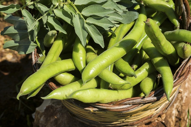 HABAS HERVIR 1KG-865