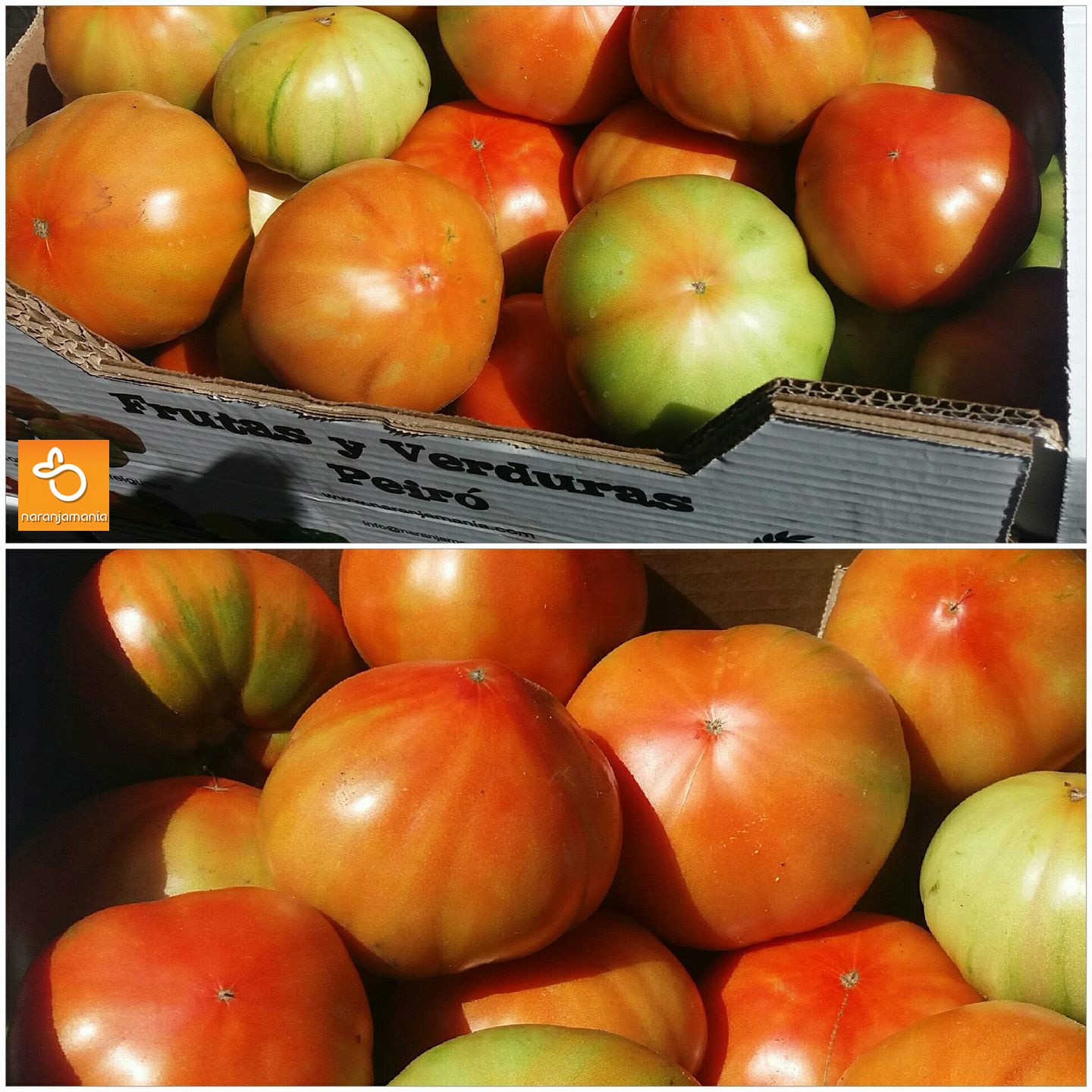 foto primeres tomaques