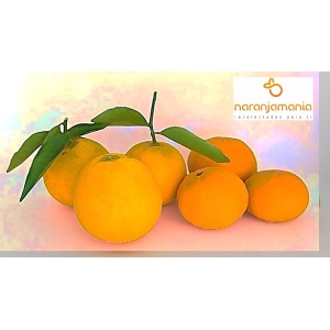 Valencia Late de mesa + Mandarina Tardia 14kg ✔-925