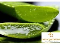 5 hojas de Aloe Vera ✔ -948