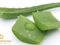 5 hojas de Aloe Vera ✔ -0