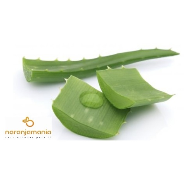 5 hojas de Aloe Vera ✔ -0