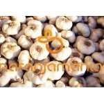 Ajos (5 cabezas) ✔-0