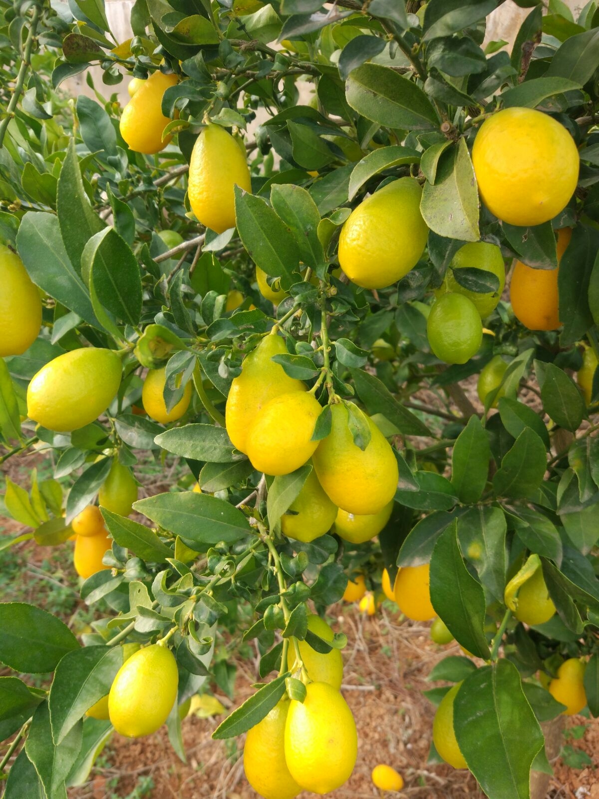 Limequat 500g ✔-981