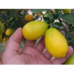 Limequat 500g ✔-0