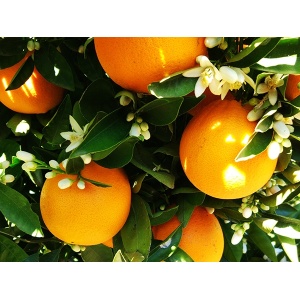 Naranjas directas del campo 9kg✔-0