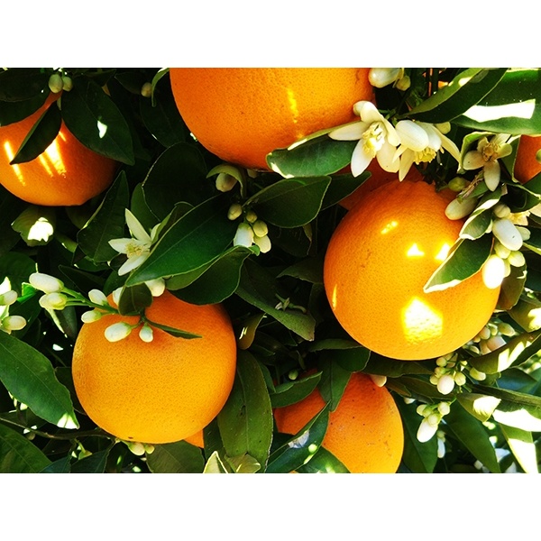 Naranjas directas del campo 9kg✔-0
