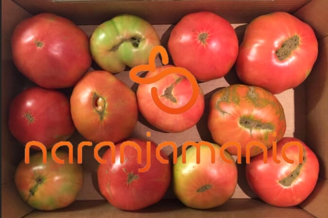 Tomate Rosa Barbastro 1kg ✔-0