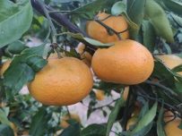 Mandarina zumo 9kg✔-1056