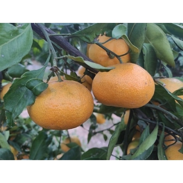 Mandarina zumo 19kg✔ -1058