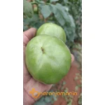 TOMATE SALMUERA 5KG-0