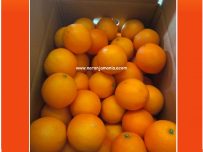 Caja 5kg naranjas de zumo