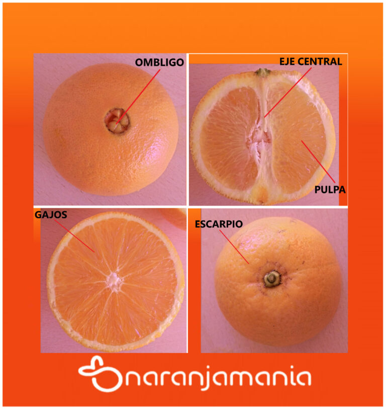 Partes De Una Naranja Naranjamania Com