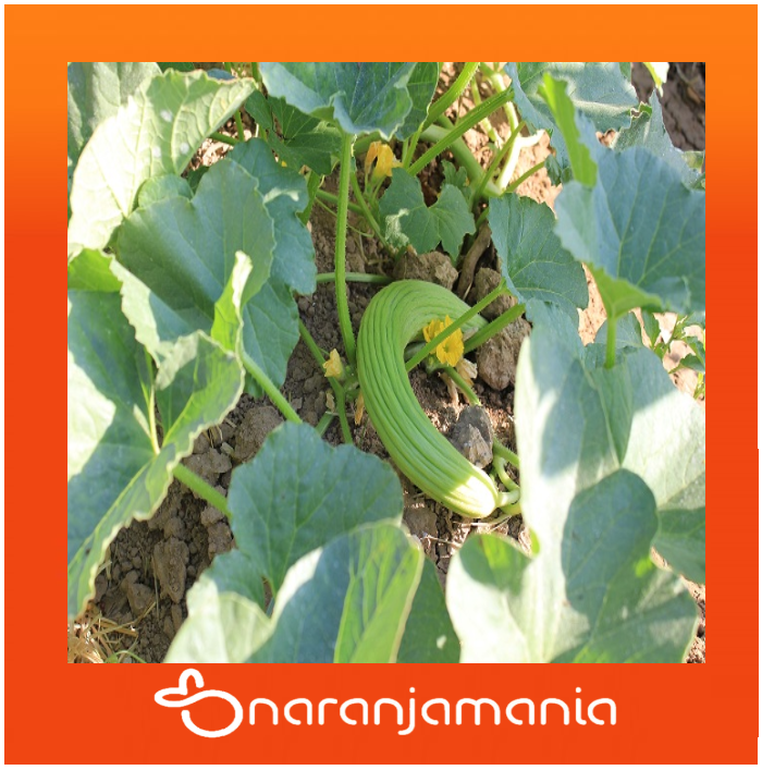 Alficoz 200g ✔-1134