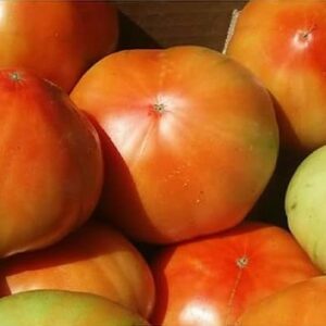 Cajas Mixtas de Tomates