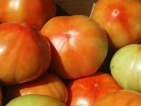 Cajas Mixtas de Tomates