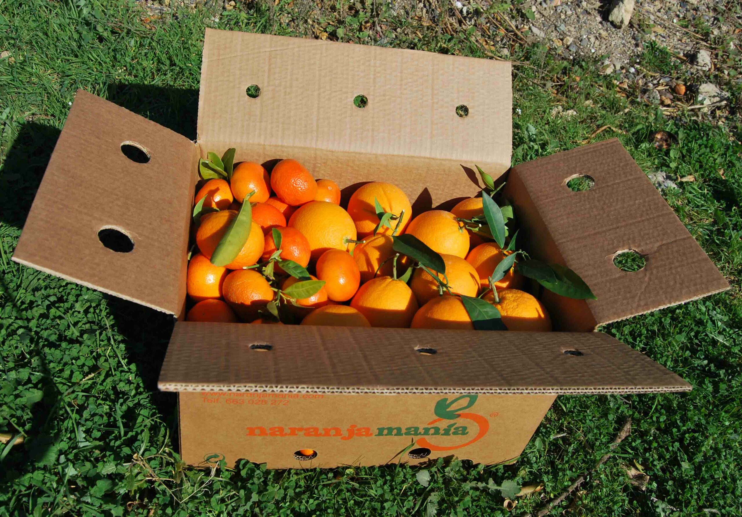 Caja Mixta 14kg de Naranja de Mesa y Mandarina