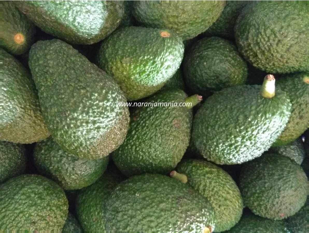 Aguacate Hass 1kg ✔