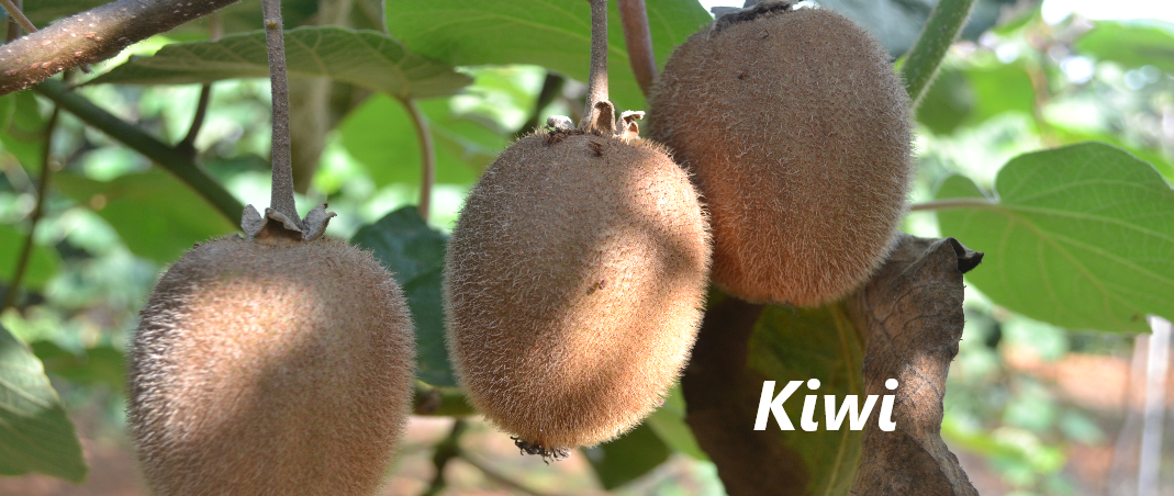 KIWI 5kg ✔