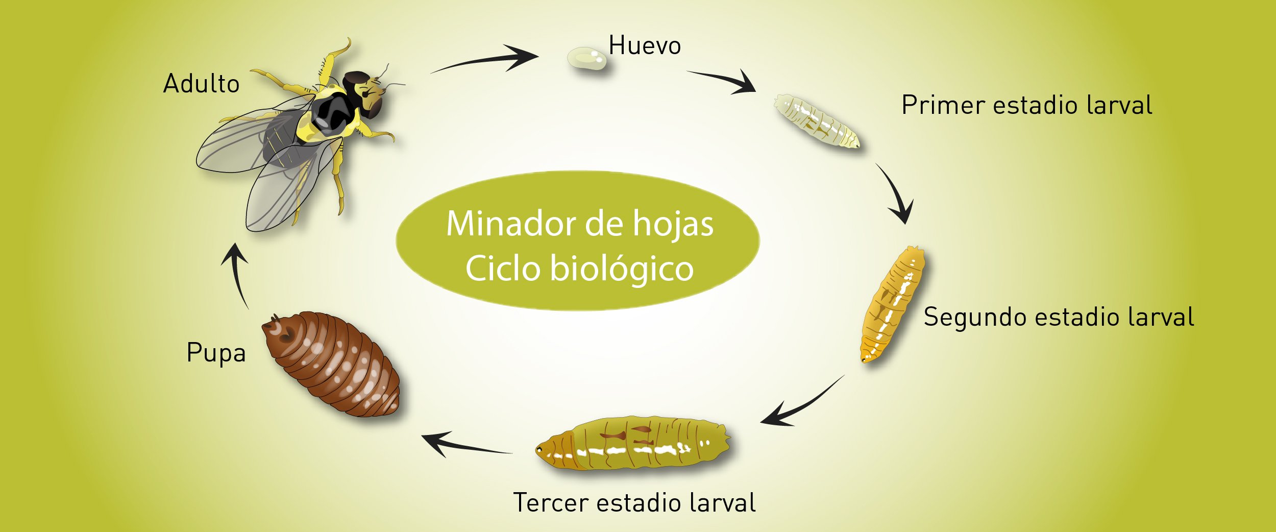 Plagas y enfermedades de los naranjos