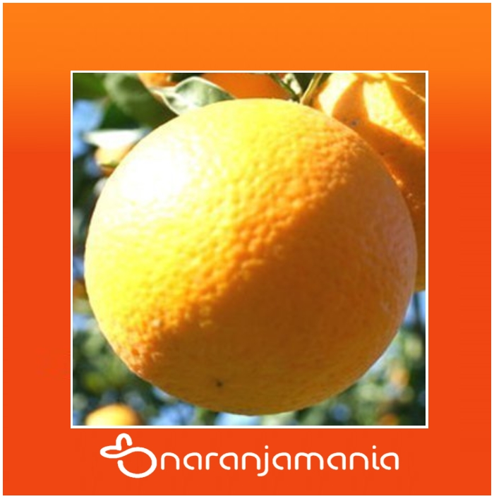 naranja de mesa