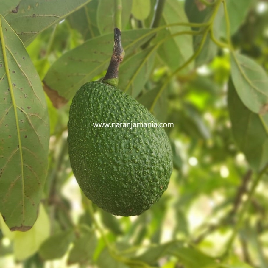 Curiosidades del aguacate