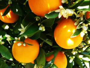 Comprar Naranjas Online Ecológicas