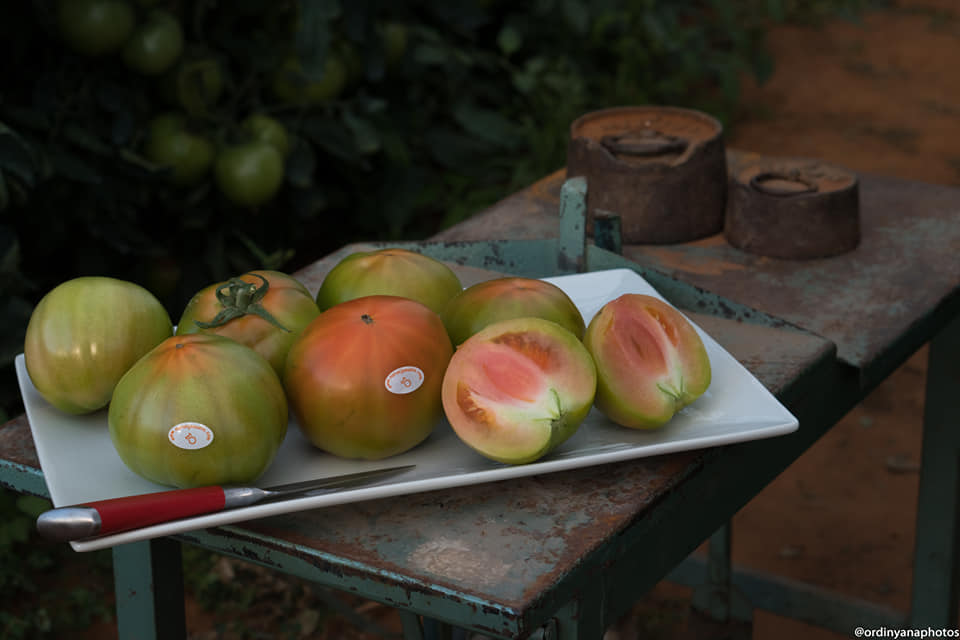 TOMATE OPTIMA