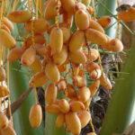 Comprar Dátiles Valencianos residuo cero 1kg