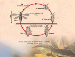 nueva plaga de trips