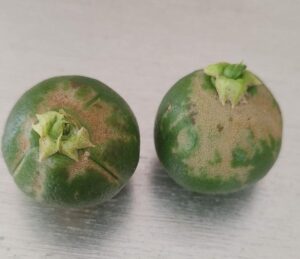 Daños Scirtotrips aurantii